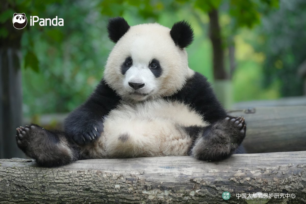 パンダ (@giantpanda99) / Posts / X