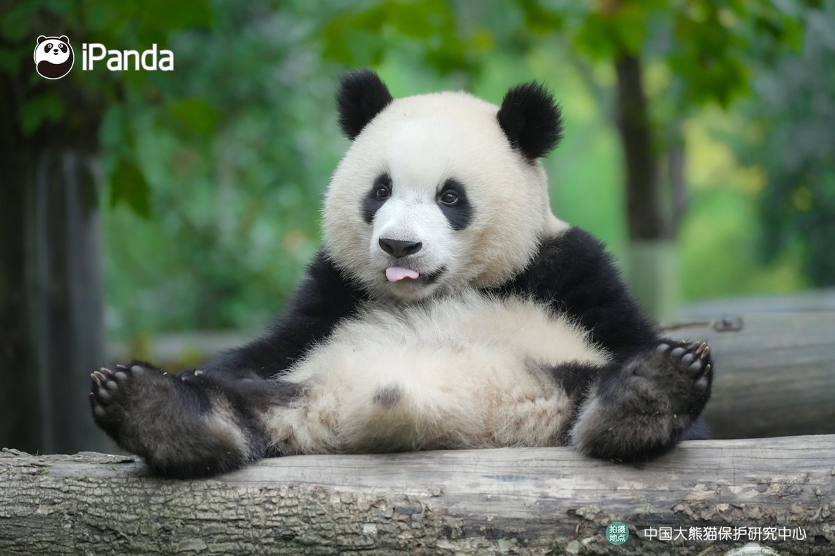 パンダ (@giantpanda99) / Posts / X