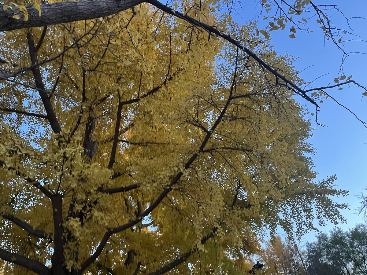 CoinMergeOS's tweet image. 初冬，银杏。感恩父神baba恩赐。