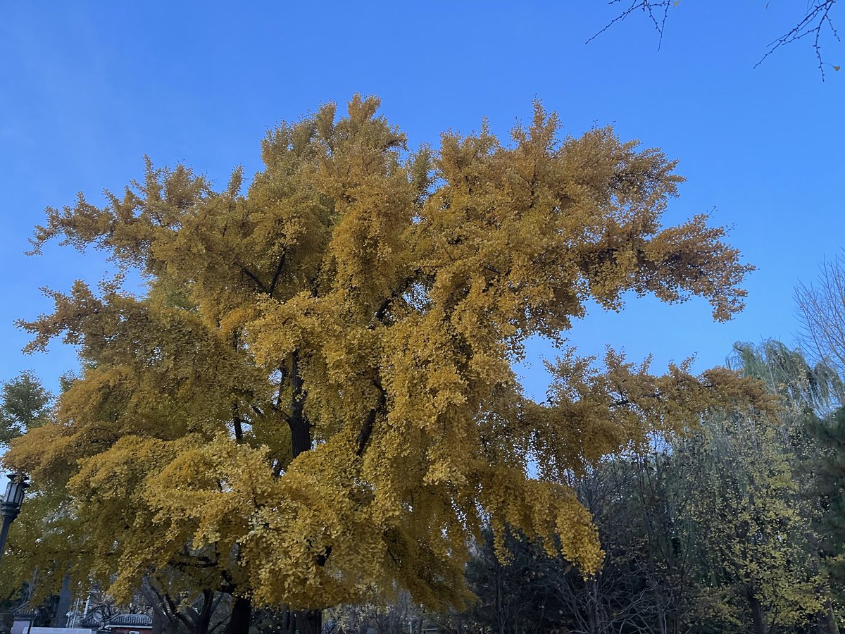 CoinMergeOS's tweet image. 初冬，银杏。感恩父神baba恩赐。