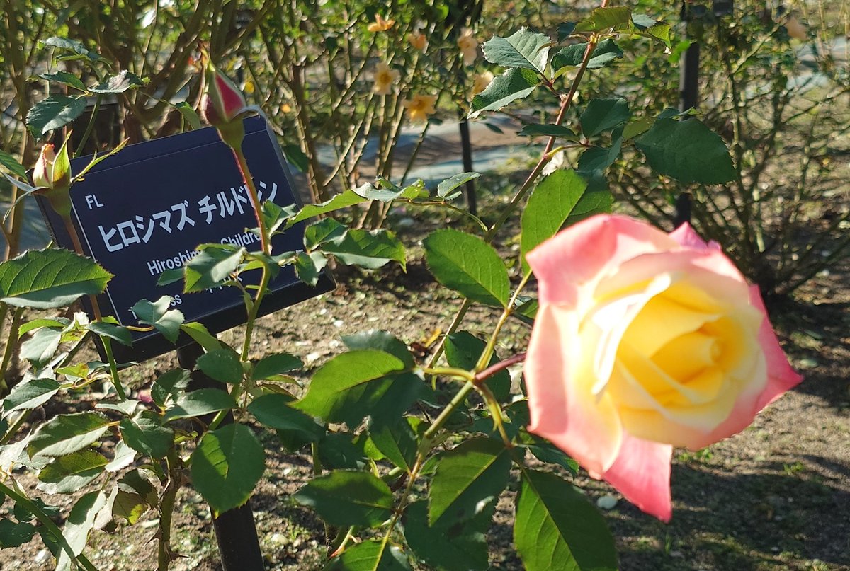 はるるん😎 on X