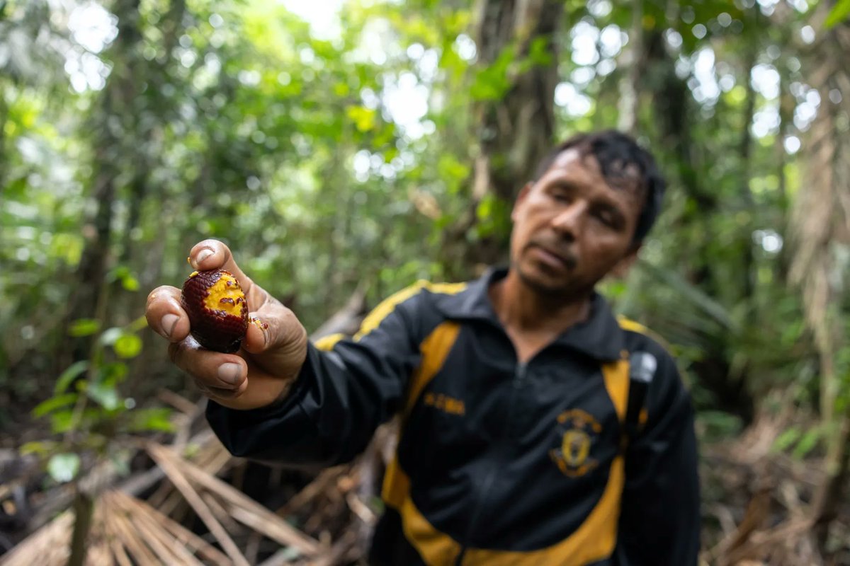 Gugusan pohon palem Mauritia flexuosa di Amazon Peru menghadapi ancaman penebangan demi memanen buah aguaje.

Masalahnya, ketika pohon betina ditebang, kawasan tersebut tak lagi bisa berbuah.

Bagaimana hutan rawa ini bertahan? 
kunjungi s.id/3Wvc6

#Trees4Resilience