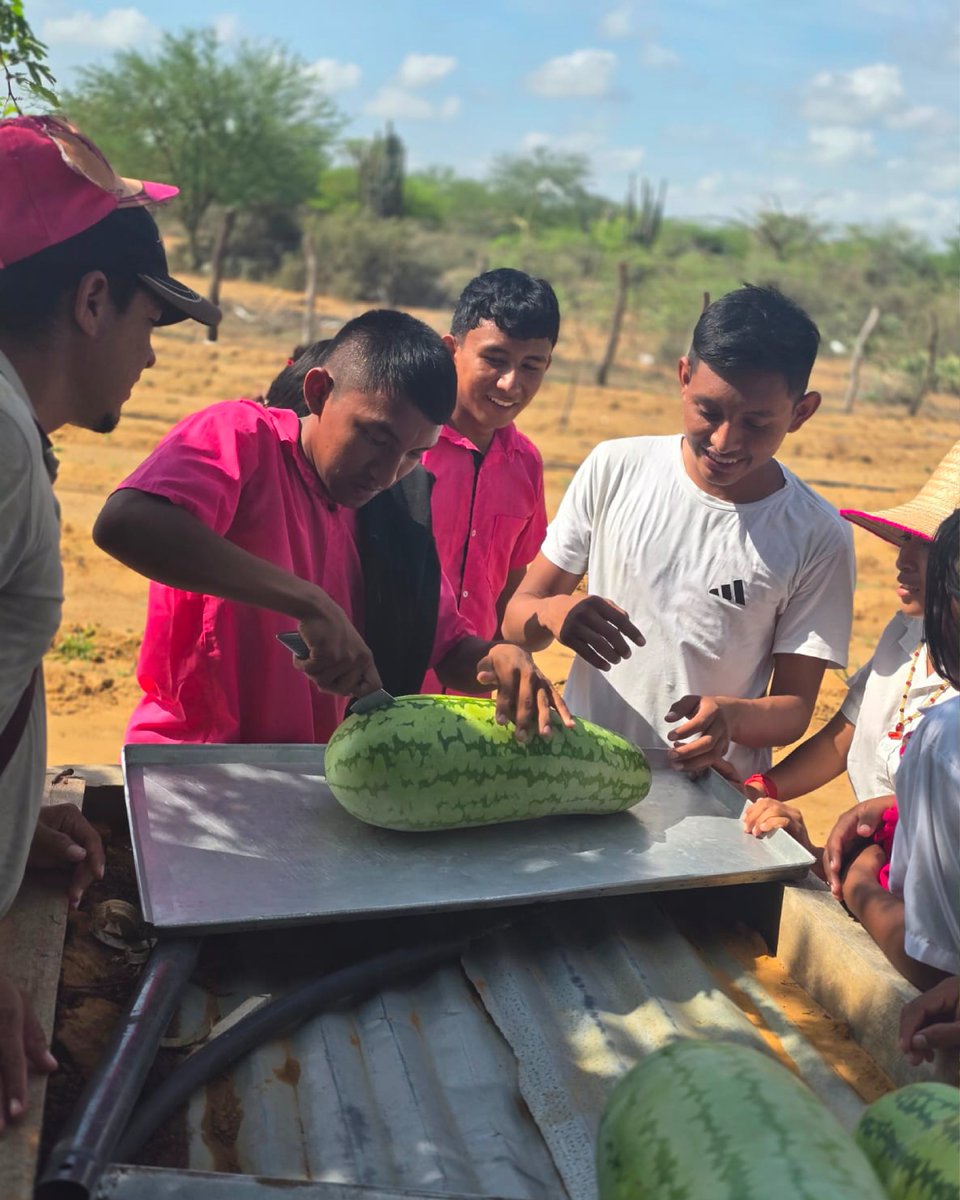 fpiesdescalzos's tweet photo. En el colegio Nortechon (Uribia), los estudiantes siembran esperanza 🌱
Su granja escolar fortalece la seguridad alimentaria y enseña el valor de trabajar por la comunidad.
#EducaciónQueTransforma https://t.co/PM50WriwlF