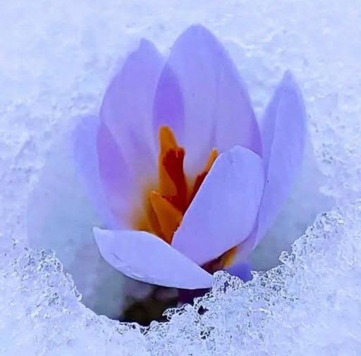 “Kışın ortasında, içimde yenilmez bir yaz keşfettim.”

Albert Camus