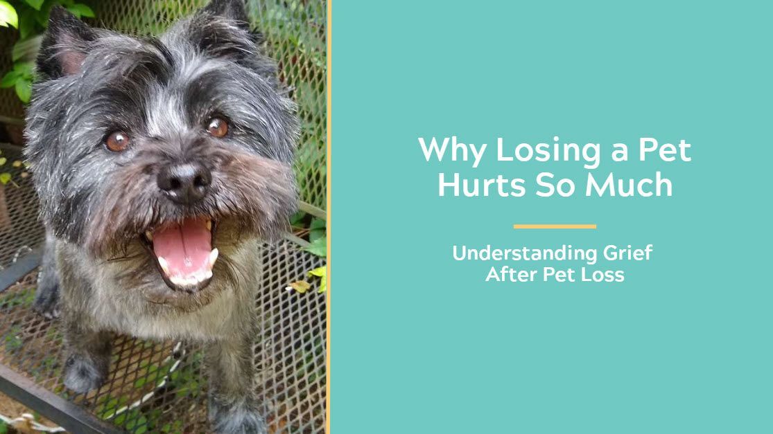 Why Losing a Pet Hurts So Much: Understanding Grief After Pet Loss healthymindsphilly.org/blog/grieving-…