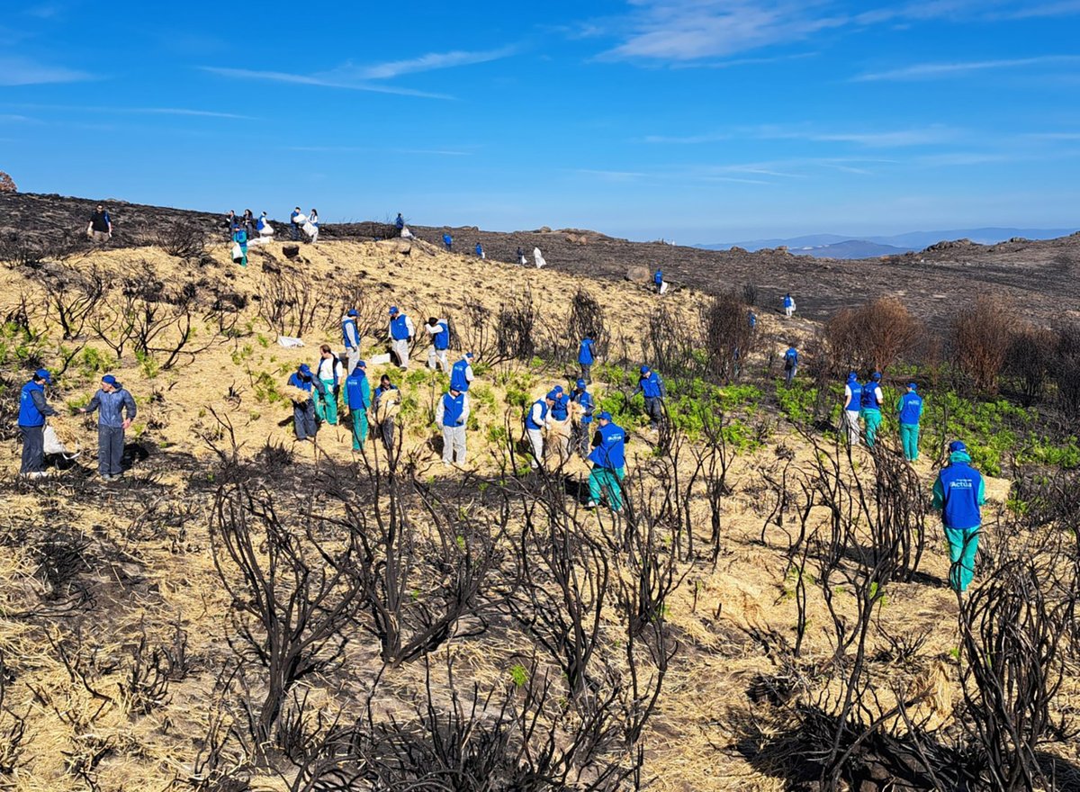 El Plan de Acción contra los incendios ya está en marcha con más de 250 personas voluntarias de <a href="/SomosABANCA/">ABANCA</a> y Afundación 💙

Con técnicas como el "mulching", el suelo y los acuíferos se protegen de la erosión y de los sedimentos para prevenir más daños y acelerar la