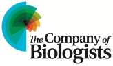 DrosophilaRTC's tweet photo. With the support from @ICGEB, @Co_Biologists and @CambridgeAfrica,  we are delighted to announce the #FLYNEUROCAN Workshop: Frontiers in Drosophila Research for #Neurodegeneration and #Cancer

Date: 15 – 26 June 2026, Ibadan, Nigeria
Deadline for receipt of applications: 15 January 2026

The FLY–NEUROCAN Workshop is a 10-day intensive program designed to advance research in neuroscience and cancer.
 In week 1, 15 participants will focus on neuroscience, while week 2 will engage another 15 participants in cancer research. 
Participants are expected to select one out of the two available tracks: Neurodegenerative Disease (Week 1) and Cancer (Week 2)

To apply, please visit the ICGEB platform: https://t.co/FIxHFxKq25.
After you sign up to register, go to “Request to Attend an ICGEB Event (Participant)” and select the event in the drop-down menu.  Please complete the application form and submit all required documents.

Sign up to apply: https://t.co/FIxHFxKq25

For further information, please contact: info@drosophilartc.org

Organisers:
Amos Abolaji (Nigeria)
Emanuele Buratti (Italy)
Alexander Whitworth (Cambridge) 
Ross Cagan (Glasgow)