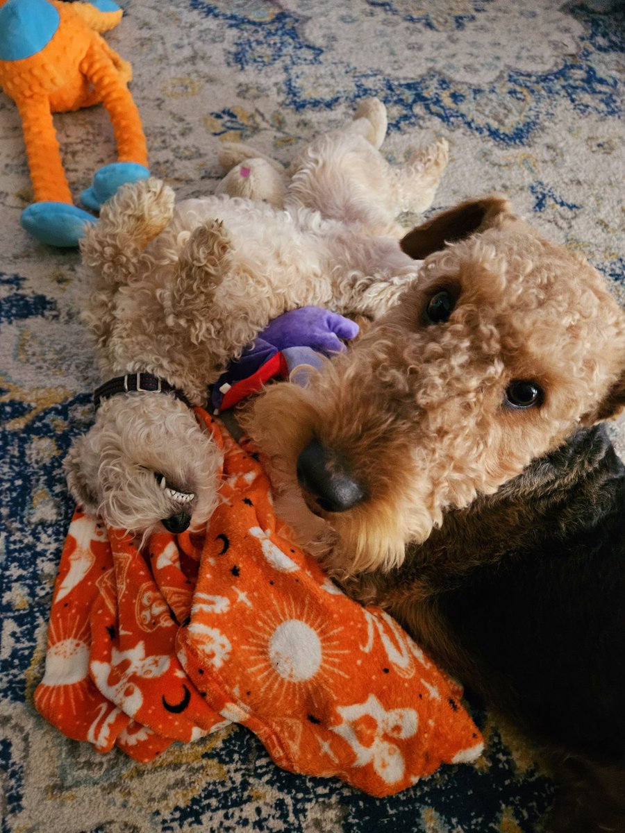 BuellerL's tweet image. Trying to play while my Lakeland brother rolls around howling on the floor is like doing yoga in a hurricane. 🐾💨 #DogsonTwitter #wednesdaymotivation