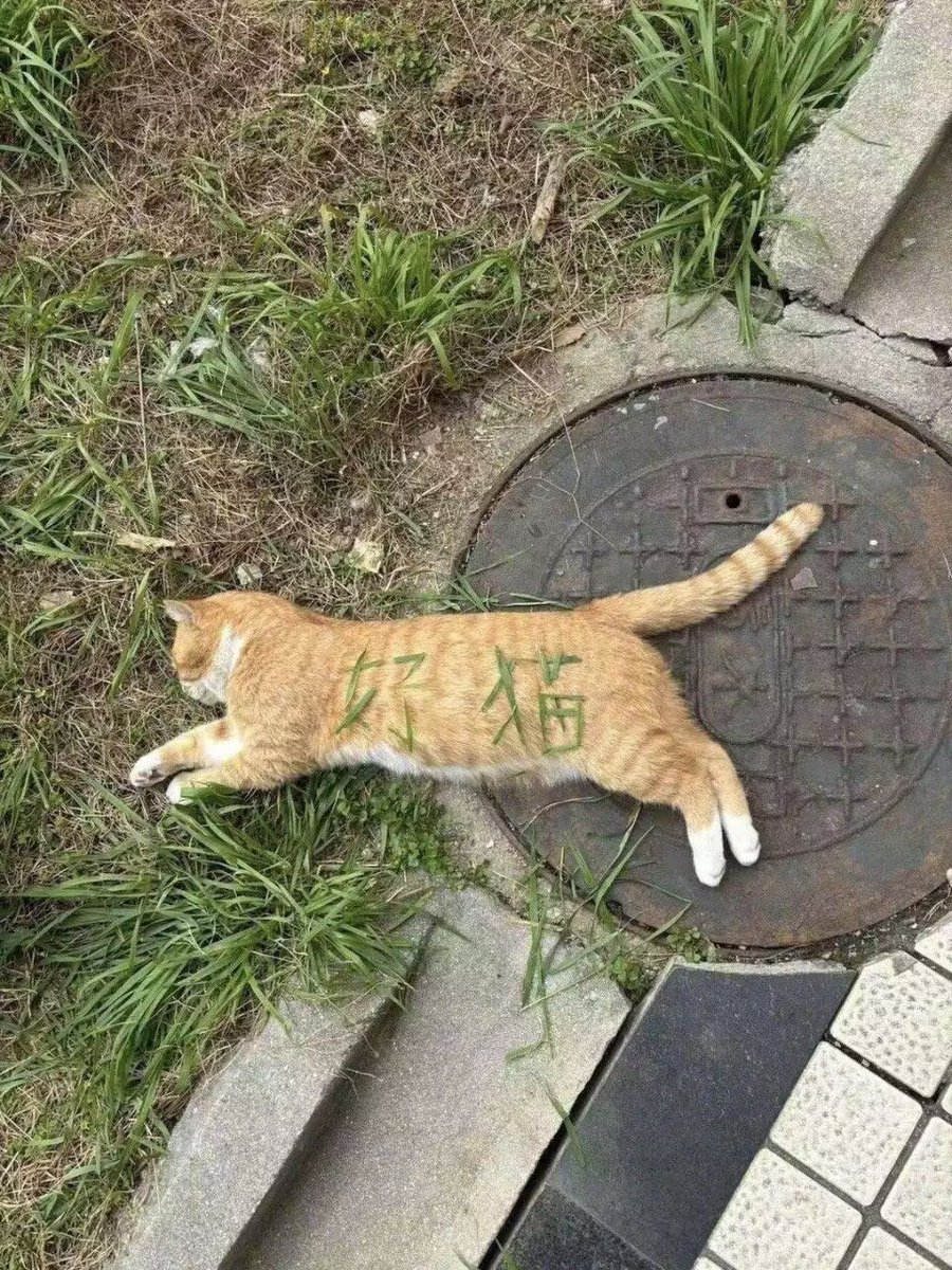 香芋牛奶 (@xiangyuniunai) on Twitter photo 