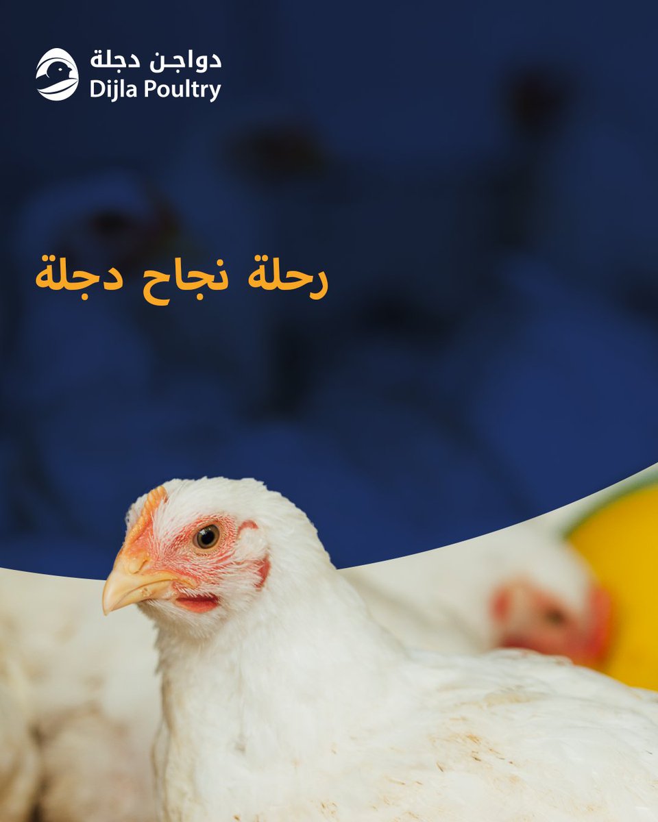 DijlaPoultry's tweet photo. من البيضة إلى السوق، رحلة نجاح تبدأ بالجودة وتنتهي بالثقة 🐣✨
في شركة دجلة للدواجن، نحرص على تقديم منتجات عالية الجودة في كل مرحلة من مراحل النمو والإنتاج.
#دجلة_للدواجن   #كتاكيت_لاحمة #بيض_تفريخ #صناعة_الدواجن 
 #DijlaPoultry #BroilerChicks #HatchingEggs #PoultryIndustry https://t.co/Bwo2OkLSAf