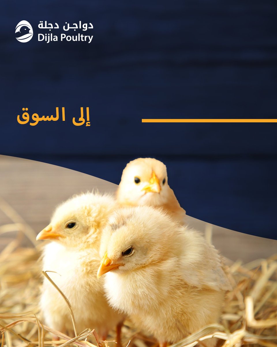 DijlaPoultry's tweet photo. من البيضة إلى السوق، رحلة نجاح تبدأ بالجودة وتنتهي بالثقة 🐣✨
في شركة دجلة للدواجن، نحرص على تقديم منتجات عالية الجودة في كل مرحلة من مراحل النمو والإنتاج.
#دجلة_للدواجن   #كتاكيت_لاحمة #بيض_تفريخ #صناعة_الدواجن 
 #DijlaPoultry #BroilerChicks #HatchingEggs #PoultryIndustry https://t.co/Bwo2OkLSAf