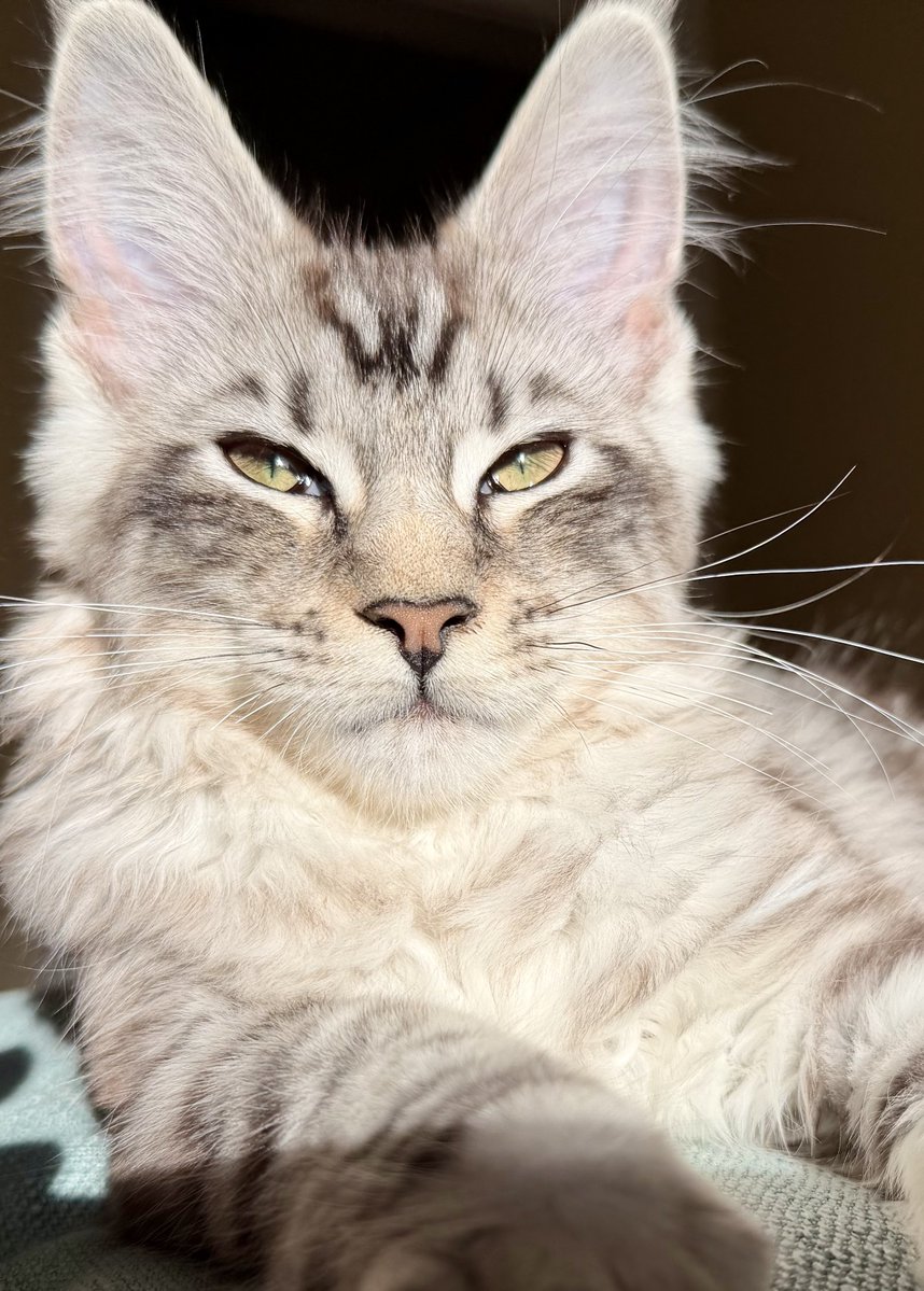 Natty occasionally gives me a glimpse of the full grown cat she’ll become.