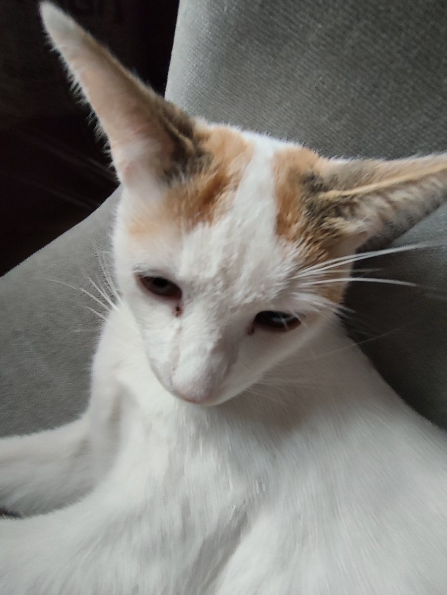 lu ¡! ⊹.˚ tweet media