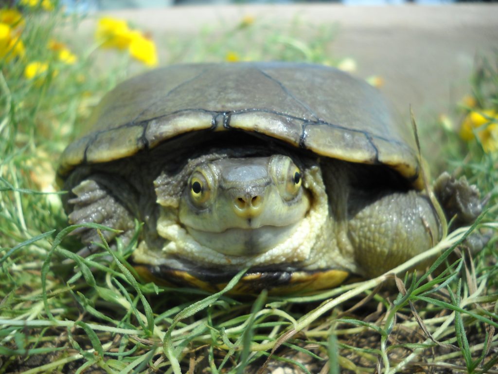 Tomorrow is National Comm Ed Day! We’re proud to spotlight a local treasure — River Bend Nature Center from Faribault, MN.

Celebrate with us and discover how River Bend inspires lifelong learning and community connection.
Plus, meet River Bend’s Animal Ambassadors at the event!