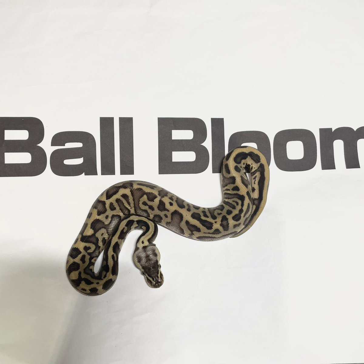 Ball Bloom tweet media