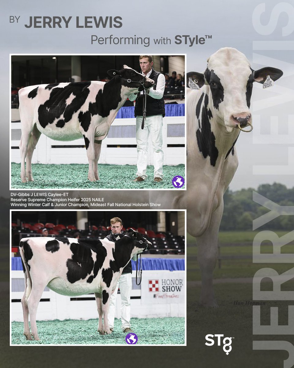 Power in STyle™ — the unmistakable mark of #JERRYLEWIS! Congratulations to these breeders and exhibitors!
JERRY LEWIS is +2.62 GPTAT +1.75 UDC +1.51 FLC
JERRY LEWIS is +2796 GTPI &amp; A2A2
JERRY LEWIS is available in #Ultraplus™: bit.ly/4cXEy8M #STyleGenetics #Holstein