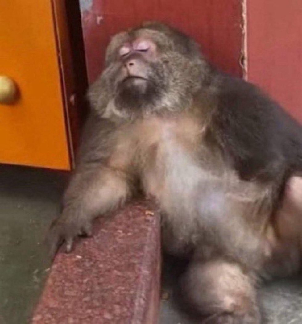 MageYosh's tweet image. Im being gatekept from Yoshi until release, I’m sick