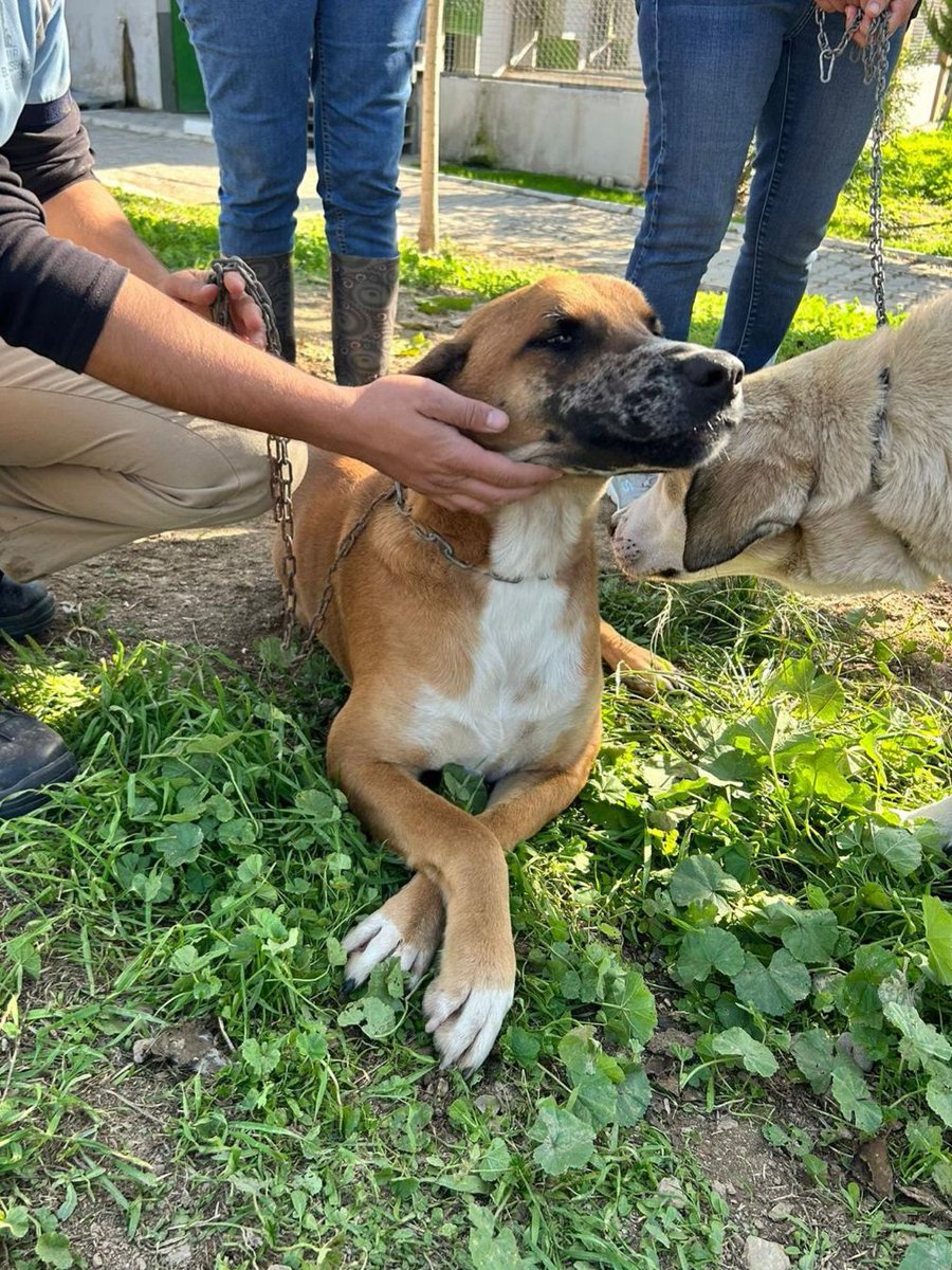 Mahallesinden koparılıp barınağa hapsedilen Bambamımızı, kalan ömrünü parmaklıklar ardında geçirmesin diye sahiplendirmek ve barınaktan çıkartmak istiyoruz. Hadi ona bir yuva bulalım. Erkek, kısır, 2 yaşında. İzmir 0536 032 66 87