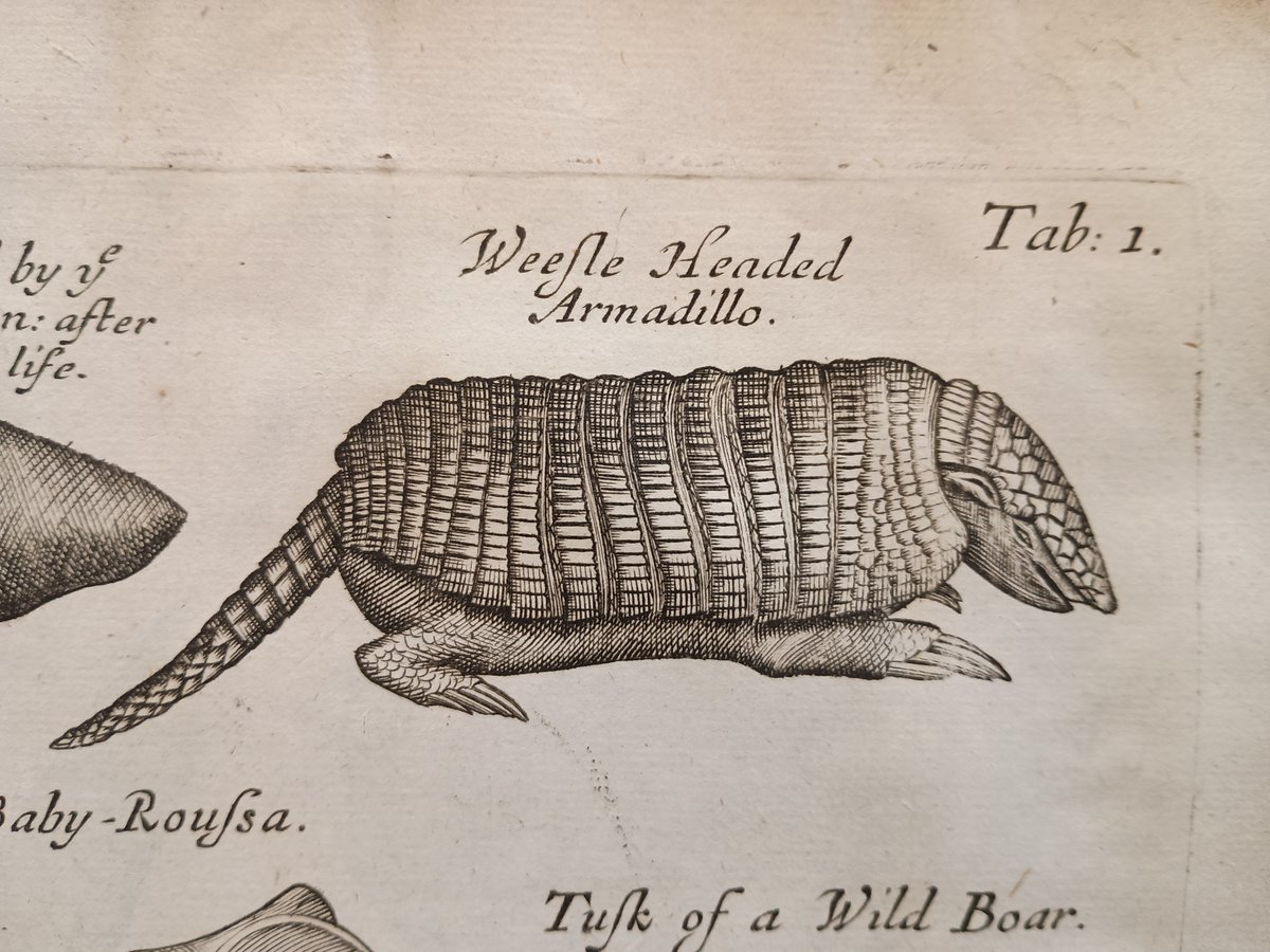 MarshsLibrary's tweet image. This &apos;weesle headed&apos; beauty from 1681 is what we now call a nine-banded armadillo.
