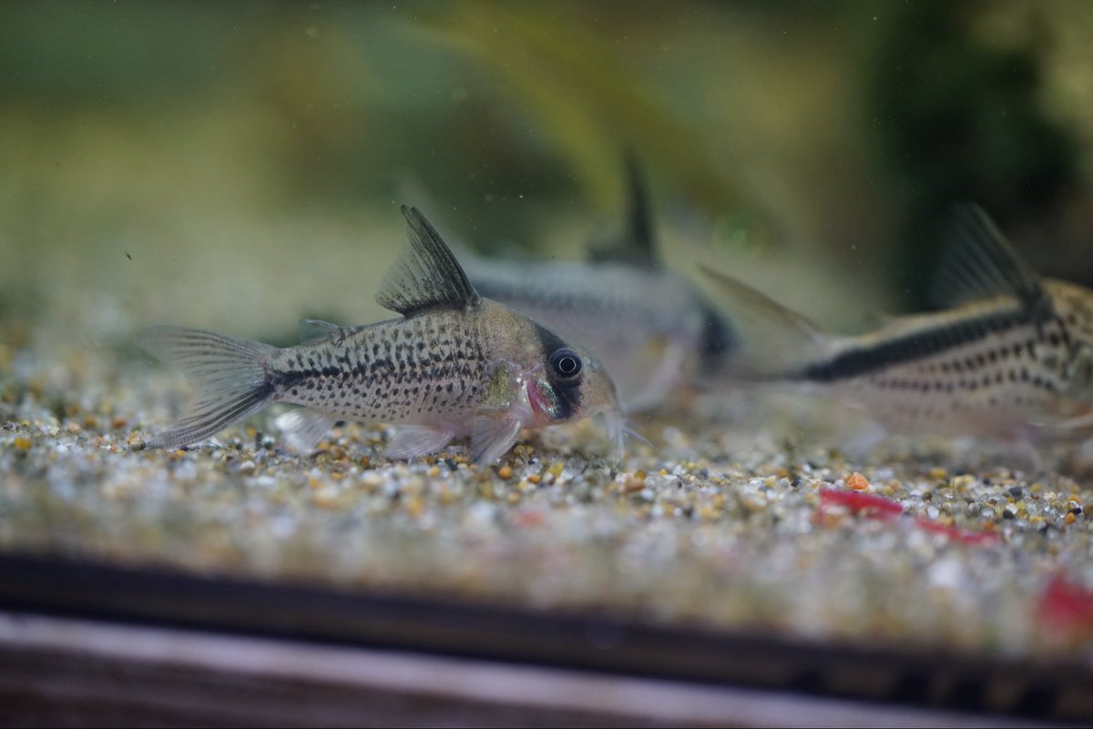 KENZO (@fw_kenzo) / Posts / X