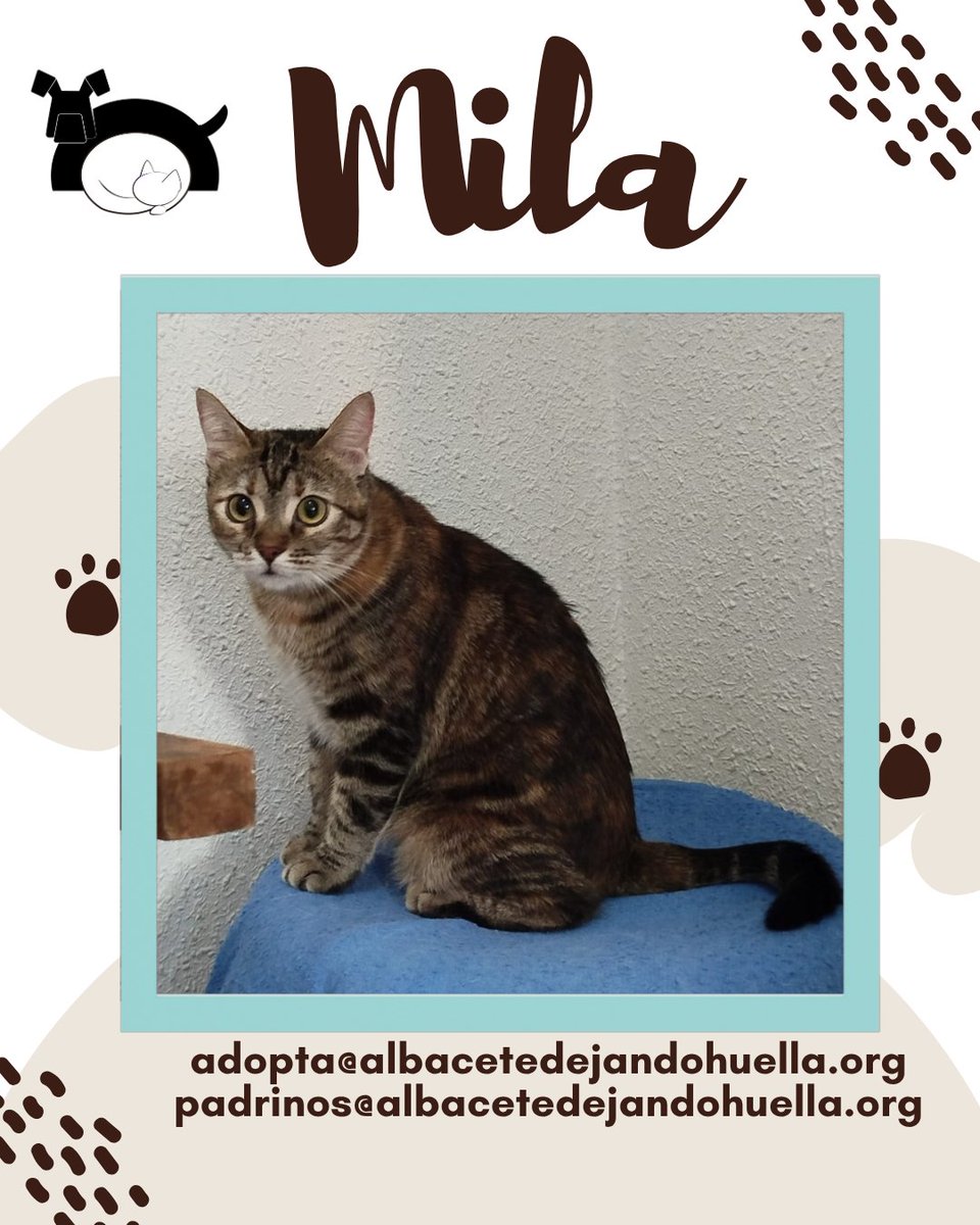 Mila disfruta de un ratito de calma en su silla favorita.
Le encanta observar, descansar y disfrutar de la tranquilidad del hogar.
Es una gatita muy dulce y sensible, de esas que llenan la casa con solo estar 💛

📩 adopta@albacetedejandohuella.org
#Albacete