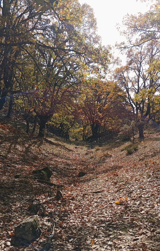 🍁🍂Torca de los Melojos o Melojar de Cotillas, en el Calar del Mundo, este fin de semana. 📍Enclave de Vianos. #SierraDeAlcaraz #Albacete #meteoAB

© Santi Lucía