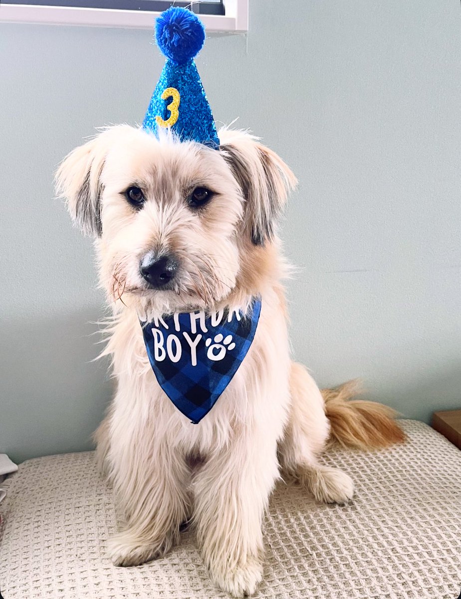 愛犬「坊」が3歳を迎えました。
かわいくて優しくて大好きです。
ありがとう坊。