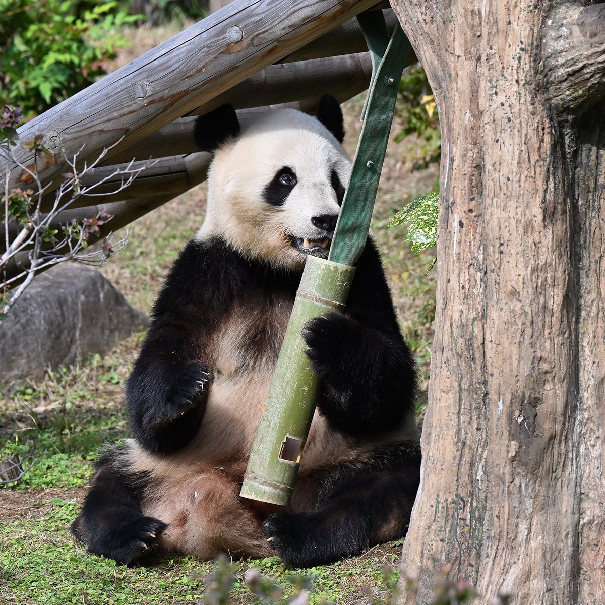 今日のパンダ（4003日目） 今日のパンダは10:00からです。日差しが暑い