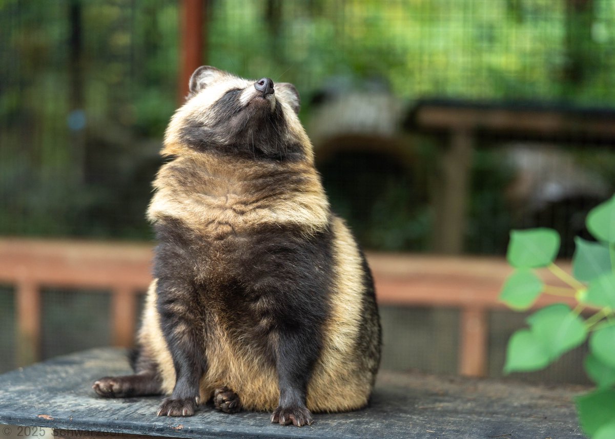 美少女おじさん (@5_1_5_0_V_H) / Posts / X