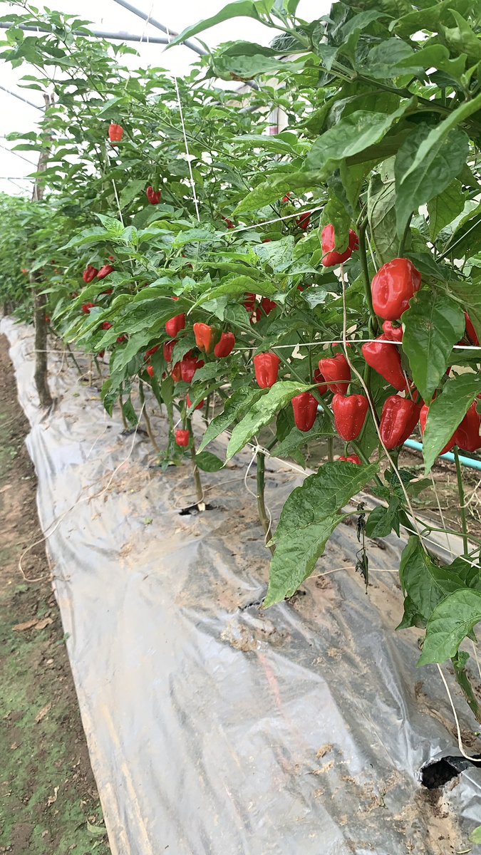 DAB FARM tweet media