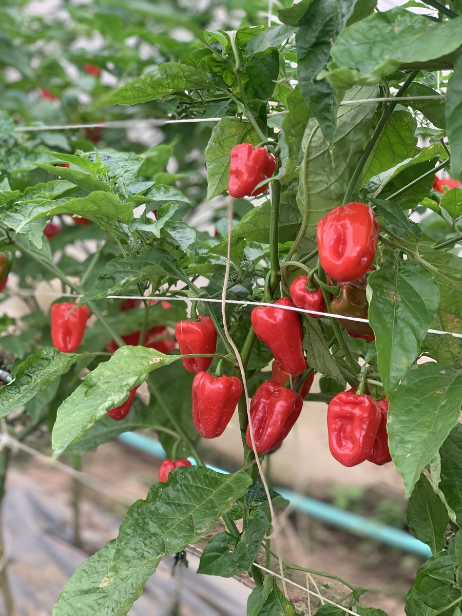 DAB FARM tweet media