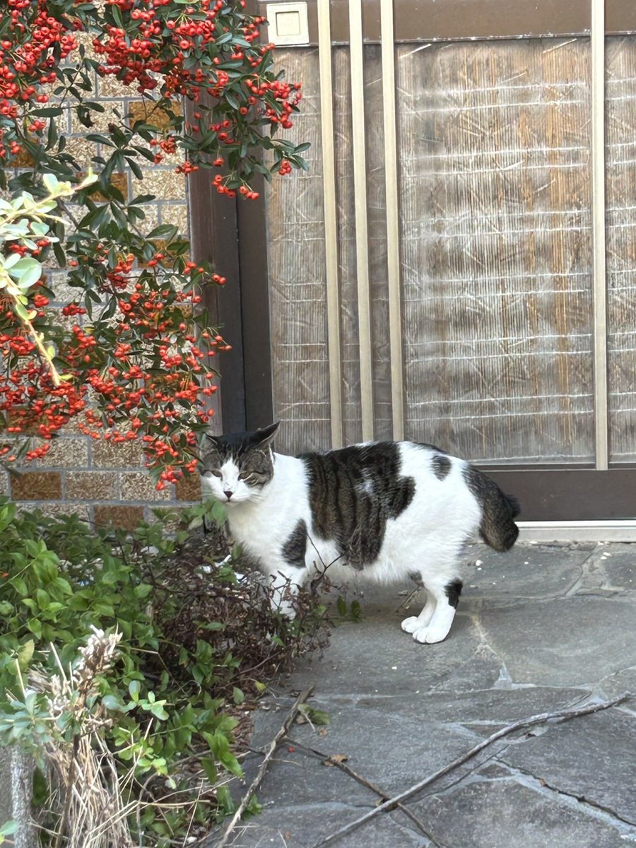 mof_u3u_s2's tweet image. ん？なんね？

ちゃーるね？

おいは もんげんの あるけん

はよかえらんば いかんとさ

ようの なかなら かえるばい

おいの きょうだいに よろしゅうゆうとって

おたがい もっと しあわせに なろうて

いいこ しとけよって

 #猫好きさんと繋がりたい #猫がいる暮らし #猫がいる幸せ #兜