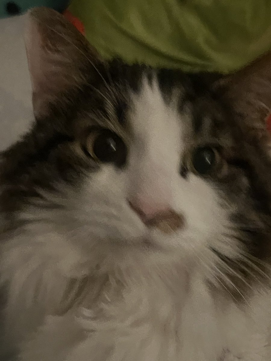 chewberts's tweet image. from the (fat) chewy archive