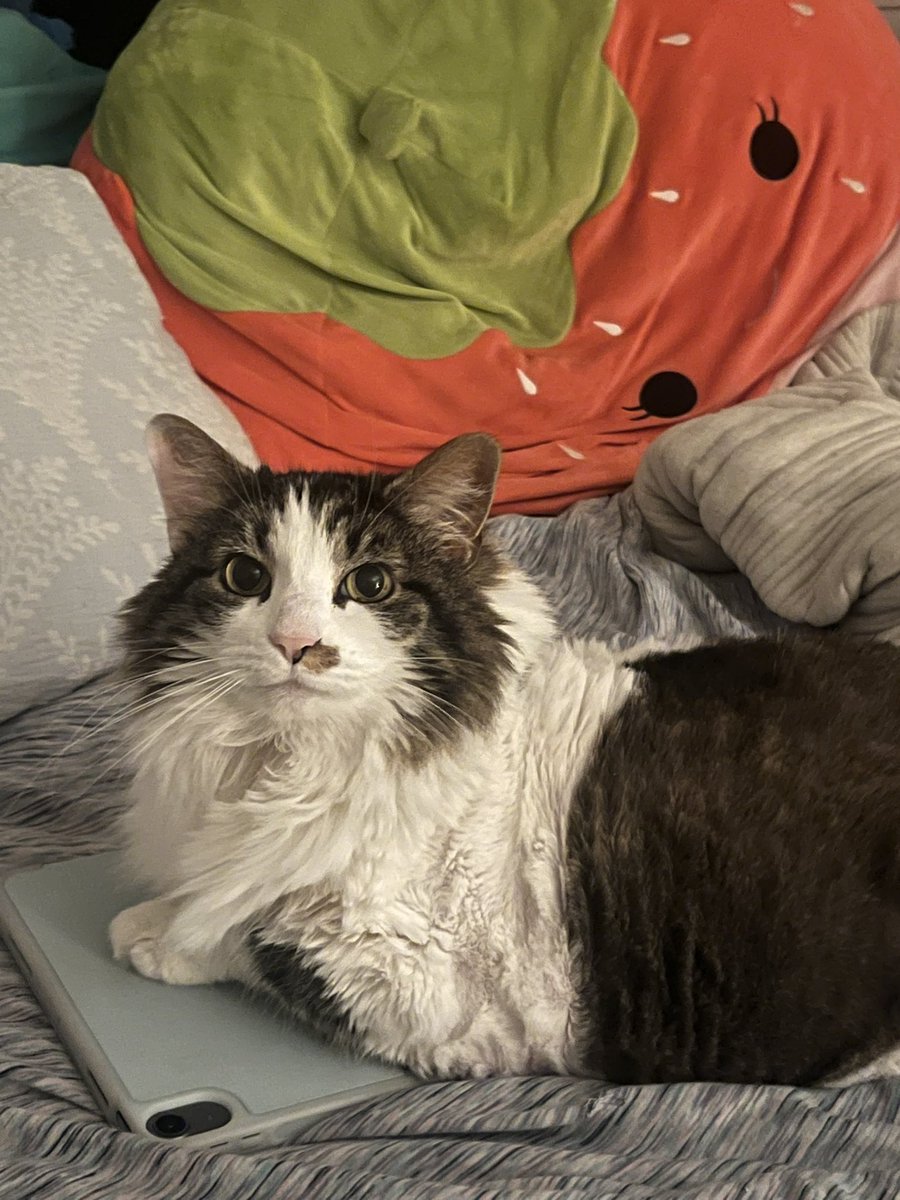 chewberts's tweet image. from the (fat) chewy archive