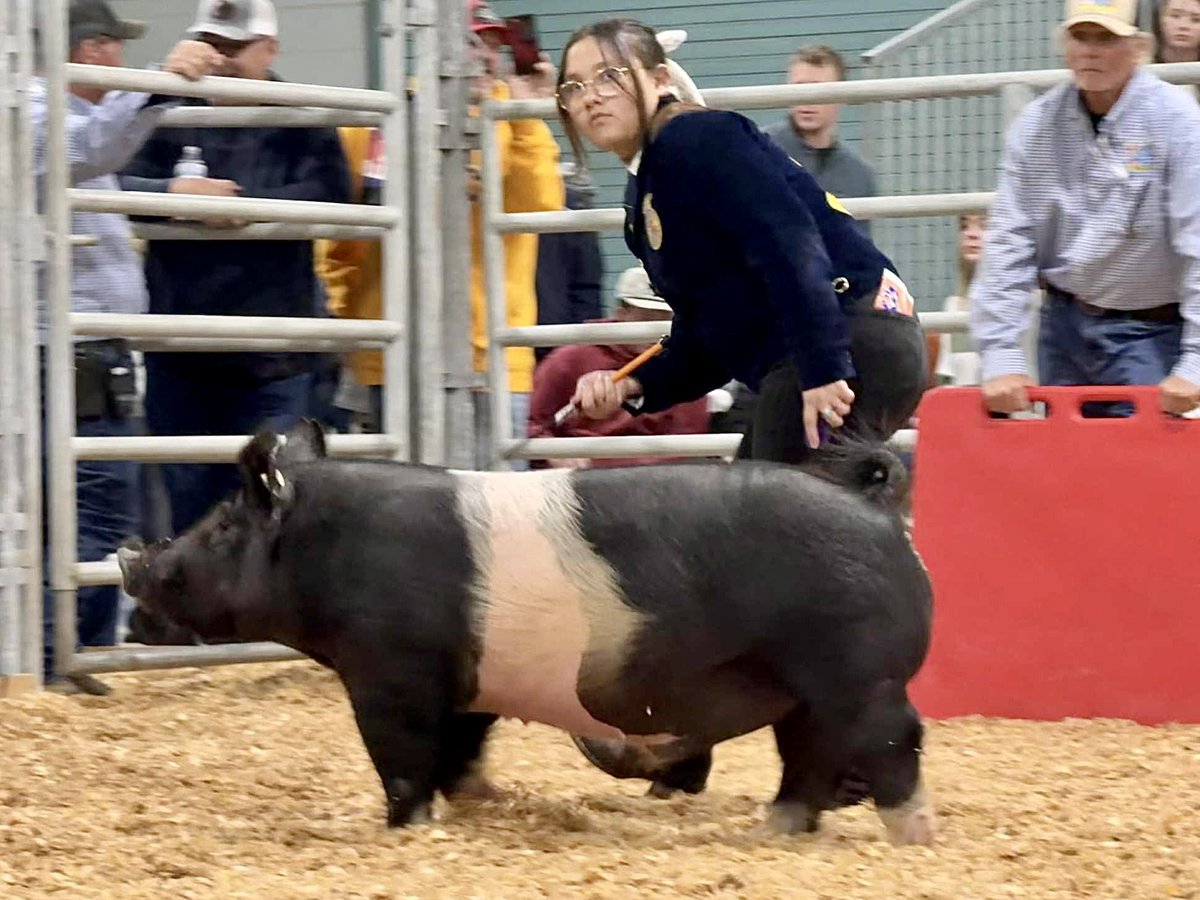 coni_perry's tweet image. Volusia County Fair market swine show - Lia &amp;amp; Ava #vcf #livestockshow #marketswine #granddaughters #oakhillchronicles
