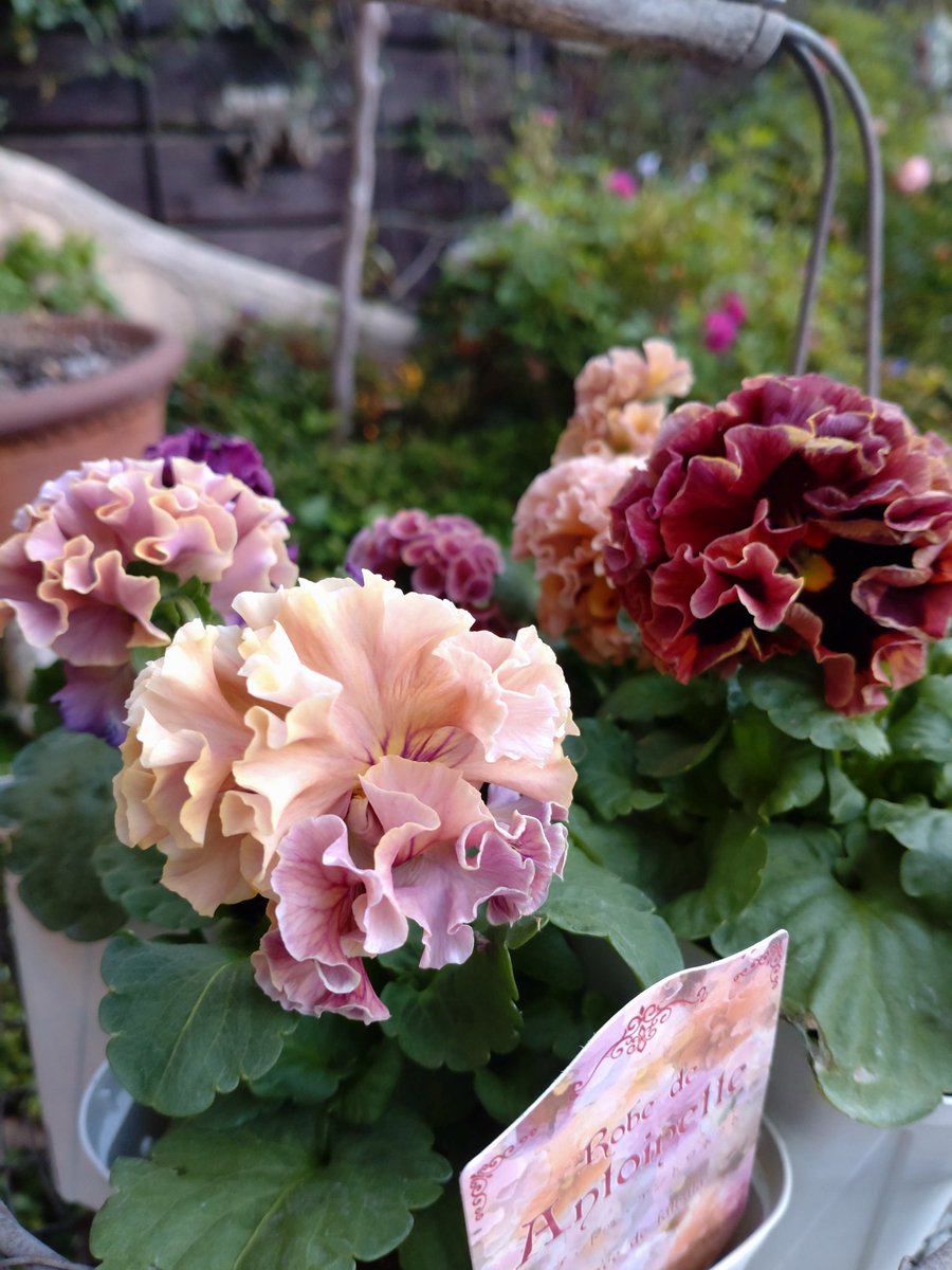 TonxTon5's tweet photo. 待ちに待ったパンビオの
季節～😆🎶
いつも行くお花屋さんから
入荷のお知らせがきて
すっ飛んで行きました🚗³₃
今年もお迎えできて幸せ ̗̀( ˶'ᵕ'˶) 𓂃𓂂ꕤ*.ﾟ

 #ローブドゥアントワネット 
  #パンジー  #ビオラ
 #fIower  #花好きな人と繋がりたい https://t.co/fNIFC00A8v