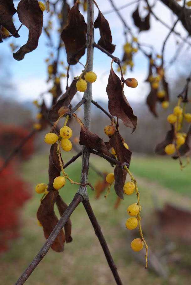 ホザキヤドリギ（オオバヤドリギ科） Loranthus tanakae Franch. et