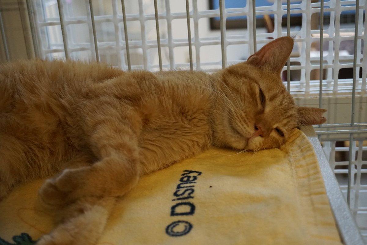 ツキネコカフェ (@tsukinekocafe) / Posts / X