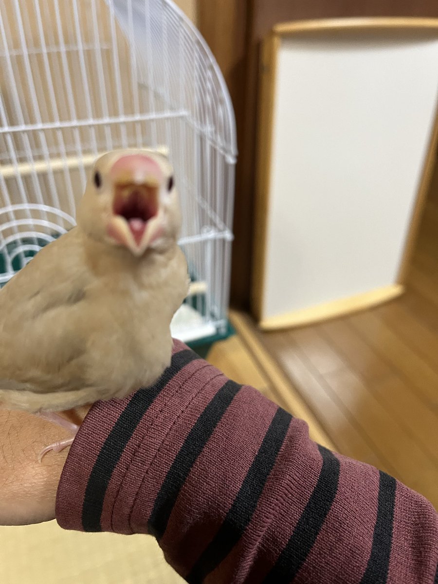 egokun's tweet photo. うちにシナモン文鳥来たよ https://t.co/i4YrWO0yO4