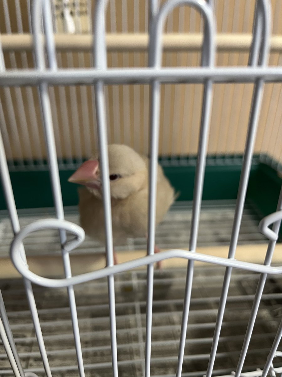egokun's tweet photo. うちにシナモン文鳥来たよ https://t.co/i4YrWO0yO4