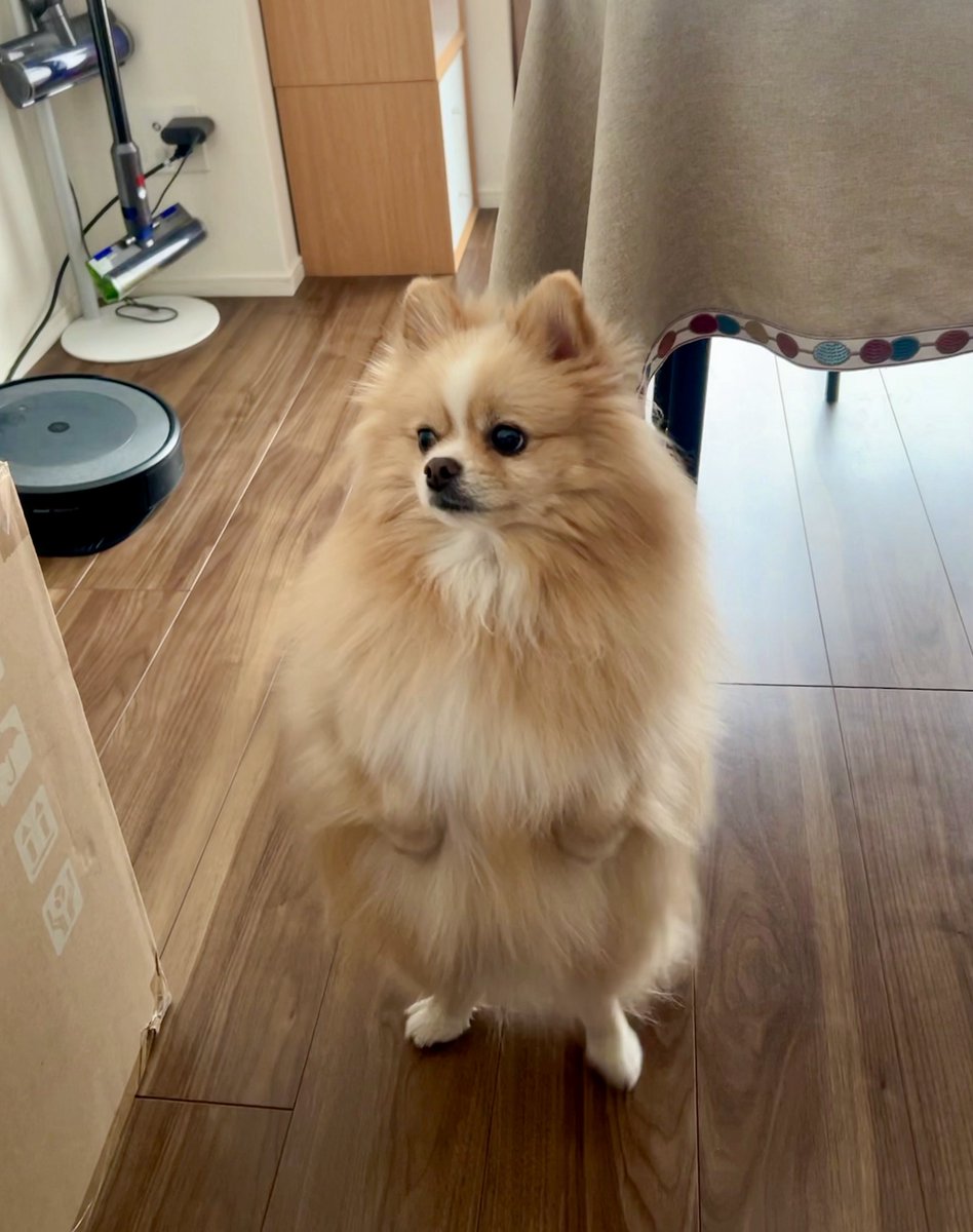 ポメころびページです☆ お前みたいな犬、はじめて