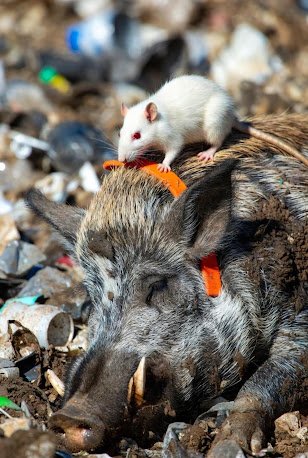 SopranosYo42623's tweet photo. "SAMMY"
THE WHITE ALBINO LAB RAT
ASSISTING "BEULAH"
A FERAL "JUDAS" SOW
https://t.co/e2hsyKg8IJ
DK
#WatchThis #TYS #SAMMYTHERAT #STR #MATTYO https://t.co/zkYS52fNFL
