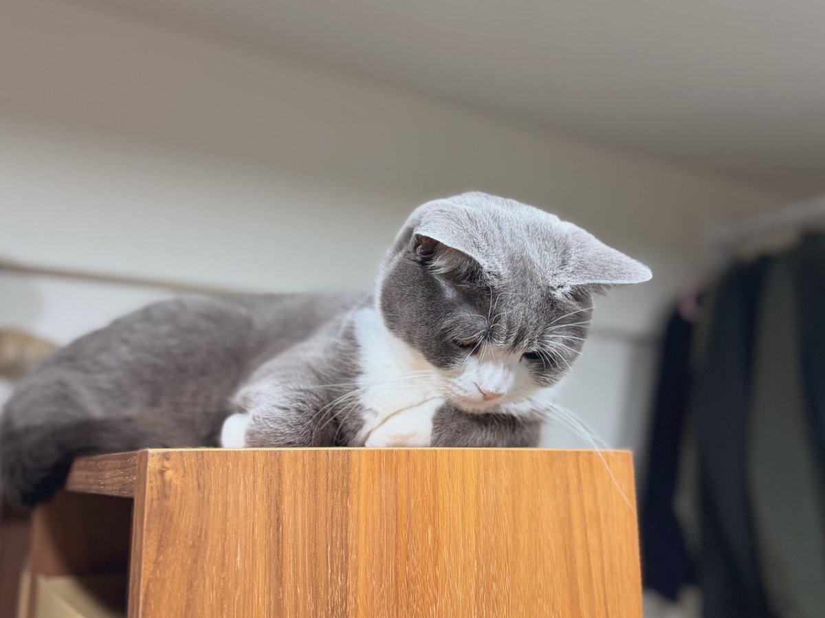 わがやのねこ (@neko_wagaya) / Posts / X