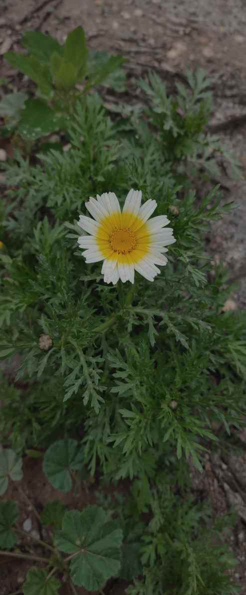 bascom_ptv's tweet image. つらい時はそっと休んで。 💛⛹️‍♀️