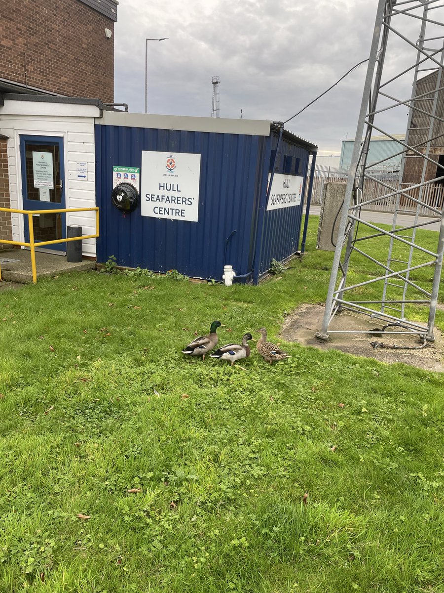 We had some unexpected but very welcome visitors to the Hull Seafarer centre.  They are very easy company.