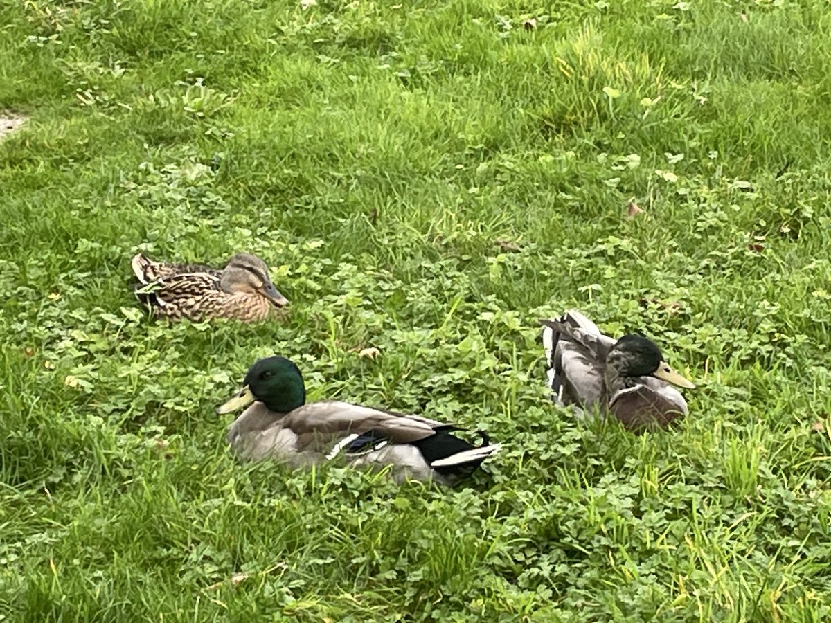 MtSHumber's tweet photo. We had some unexpected but very welcome visitors to the Hull Seafarer centre.  They are very easy company. https://t.co/SJfxGAS6WI