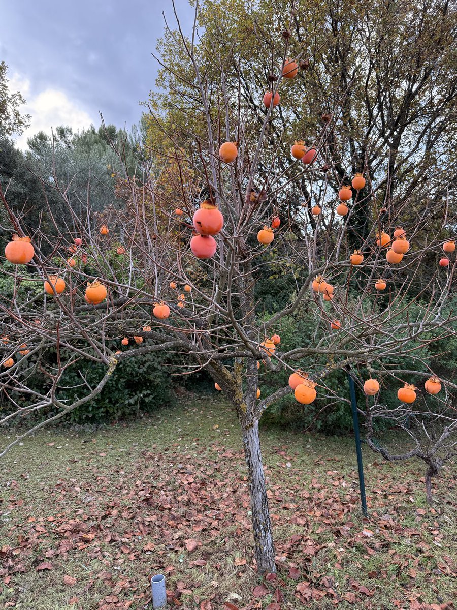 ⁦<a href="/seymus_els/">Els Seymus 🐻‍❄️ in 🇨🇵</a>⁩ hier schijnt zon nog altijd Els, geen regen 😎. Maar ik heb de kerstboom toch al maar gezet 🤭