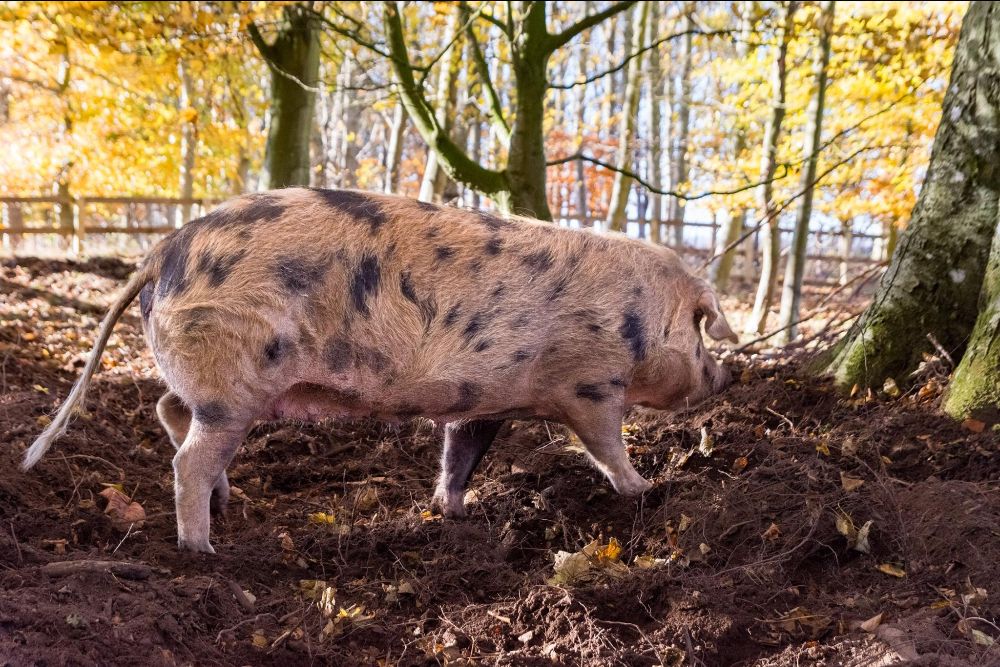 Macbeths Butchers 🔪🥩 tweet media