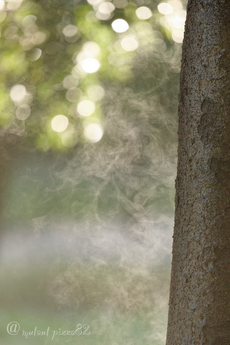 早朝、木の呼吸💨