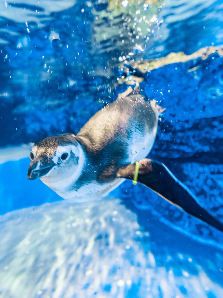 るるなっく (@ruru79) / Posts / X